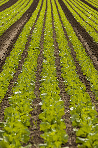 夏季户外绿菜卷心菜厂营养生产收成季节土地生长叶子农业蔬菜农田图片
