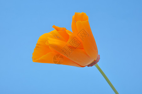 埃舍索尔齐亚植物橙子图片