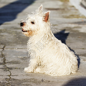 维西高地舌头猎犬动物宠物哺乳动物小狗图片