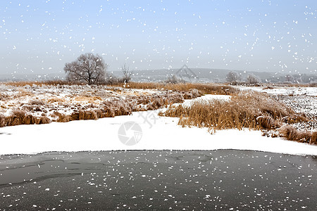 冬季风景暴风雪木头雪花牧场墙纸荒野冬景降雪天气场地图片