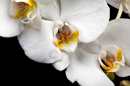 白色兰花 在黑色上隔离周年静物纪念日花束植物花瓣植物群婚礼黄色橙子图片