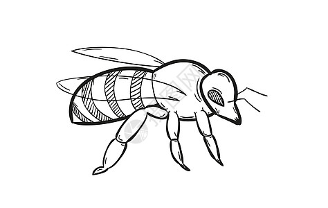 翼展一蜜蜂昆虫白色涂鸦手绘黑色卡通片蜂巢宏观天线插图设计图片
