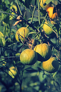 树上甘白的石灰植物食物青柠水果季节树叶农业果汁生长柠檬图片