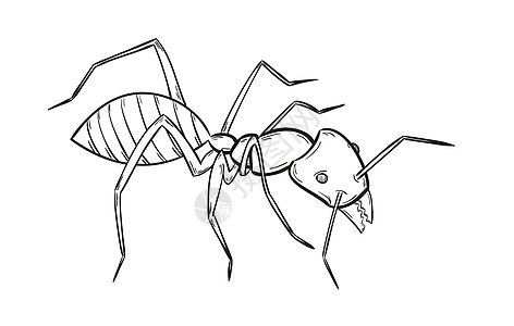 蚂蚁的草图图片