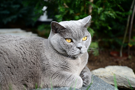 猫生命     英国短头发背景图片