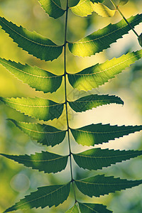 叶叶叶阿扎迪拉奇塔植物保健绿色医疗药品卫生叶子印楝草本植物生长图片