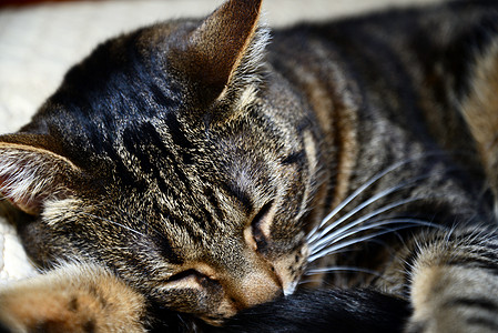 埃及毛猫 - 睡觉图片