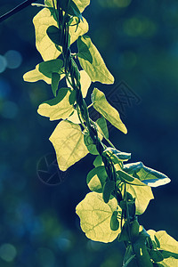 斯捷法尼亚japonica树叶叶子植物绿色粳稻蛇藤图片