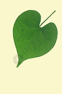 心脏形状叶叶子问候语创造力心形绿色概念情怀纹理牵牛花图片