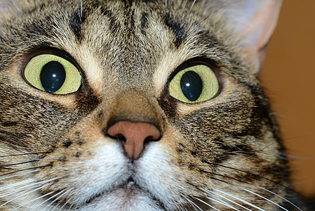 埃及毛猫Mau cat房子眼睛宠物衣领短发毛皮毛绒小猫猫咪鼻子图片
