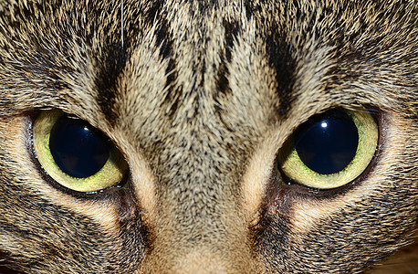 埃及毛 - 猫的眼睛图片