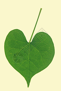 心脏形状叶叶子概念绿色心形牵牛花纹理问候语创造力情怀图片