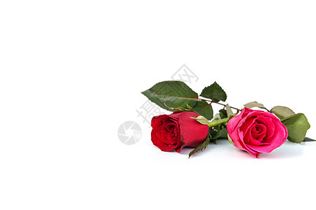 在白色背景上孤立的玫瑰花粉色橙子向日葵黄色美丽花园玫瑰花朵红色植物图片