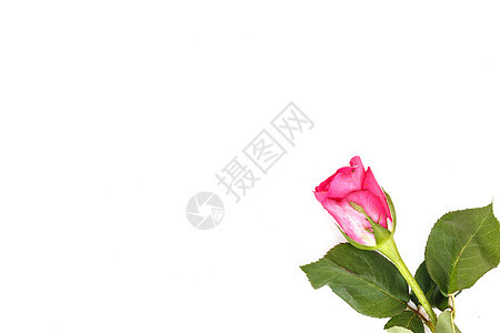 在白色背景上孤立的玫瑰花向日葵花朵美丽黄色花园玫瑰粉色橙子红色植物图片