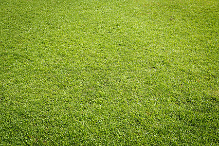 高尔夫球场绿色草质课程俱乐部场地公园运动高尔夫球游戏蓝色草地图片