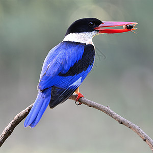 黑头捕鸟王蓝色动物羽毛黑色鸟类野生动物皮拉塔荒野红色黑帽背景图片