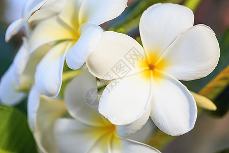 紧贴白色的弗朗吉帕尼花朵花园环境情调黄色公园热带绿色美丽鸡蛋花植物学图片