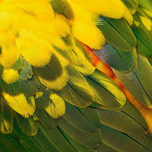 太阳色羽毛橙子黄色鹦鹉热带情调动物绿色异国图片