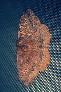 布鲁玛塔飞蛾翅目昆虫鳞翅目动物图片