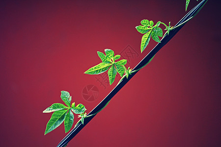 I Palmata叶子植物绿色背景图片