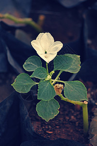 瓦莱里雅花朵香脂白色丽兹花瓣图片