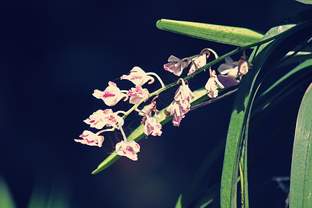 卷曲的兰花花簇家族飞蛾花朵图片