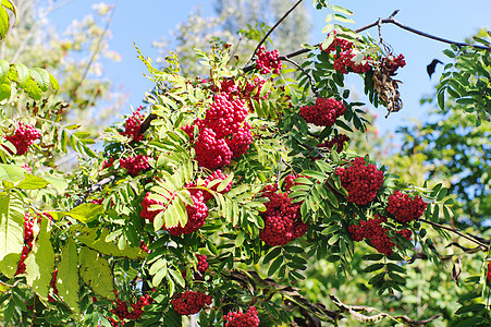 连线刷子红色植物群植物花梨木背景图片