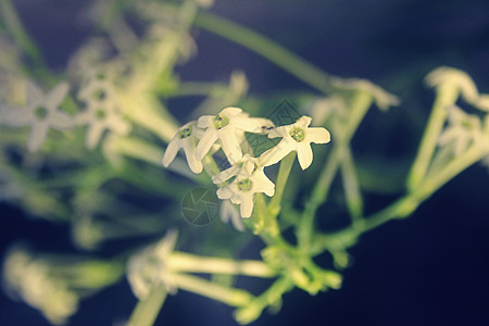 白阴之夜酸橙花朵管状奶油色香水藤状茎灌木家族茉莉白色图片