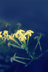 白阴之夜奶油色管状花朵灌木女王香水白色藤状茎茉莉酸橙图片