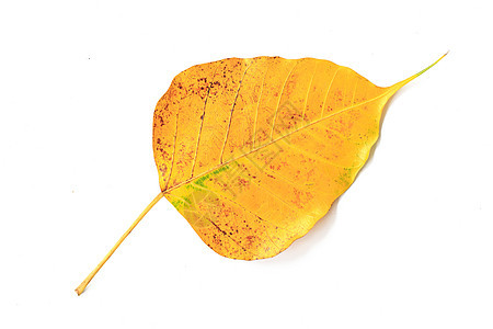 在白色背景上隔离的bopdhi 叶静脉绿色佛教徒棕色植物学花园叶子网格植物群光合作用生长图片