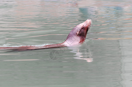 海狮海豹福利野生动物毛皮注意力晶须鼻子哺乳动物游泳灰海豹海岸图片