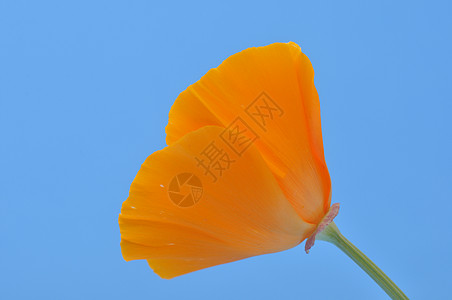 埃舍索尔齐亚橙子植物图片