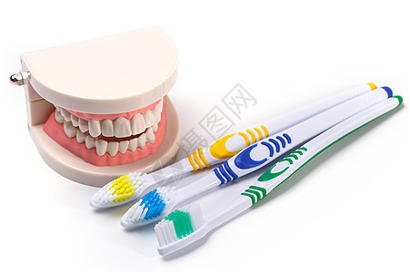白牙塑料刷子牙医矫正牙科假牙齿轮牙龈牙齿玩具图片