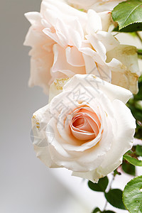 明亮的粉红玫瑰在花园中开花植物粉色绿色花朵植物群花瓣图片