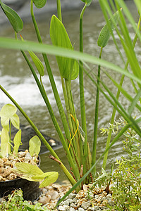 池塘植物  细节绿色园艺叶子植物群种植季节花园图片