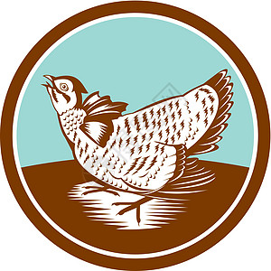 Prairie 鸡回转圈家禽鼓室母鸡动物艺术品插图小草原野生动物木刻圆圈图片
