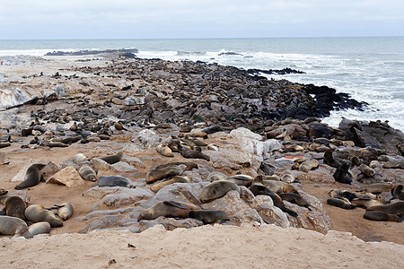 巨大的棕皮海豹聚居地     纳米比亚的海狮狮子海岸毛皮海岸线公园捕食者海洋殖民地团体海滩图片