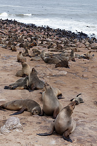 巨大的棕皮海豹聚居地     纳米比亚的海狮生态石头公园殖民地小狗食肉海滩捕食者动物荒野图片