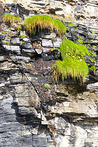 悬崖上的植物印记环境石头滴水海岸岩石风险运动花岗岩登山图片