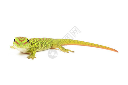 马达加斯加婴儿日Gecko红色黄色绿色蜥蜴壁虎橙子异国情调少年动物图片