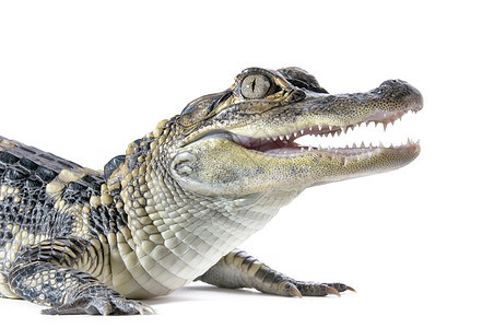 美洲鳄鱼粉色工作室野生动物身体白色绿色动物爬虫牙齿眼睛图片