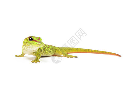 马达加斯加婴儿日Gecko动物通用红色橙子少年宠物蜥蜴婴儿绿色爬虫图片