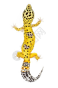 豹式Gecko黄色宠物尾巴小动物景点白色壁虎异国黑色蜥蜴图片