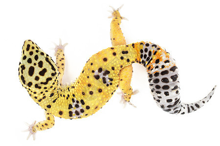 豹式Gecko尾巴异国黄色蜥蜴情调景点壁虎宠物生物白色背景图片