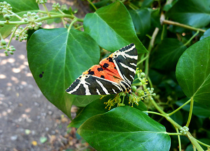 黑黄红蝴蝶场景色彩植物学异国水平黑色昆虫动物黄色鳞翅目图片