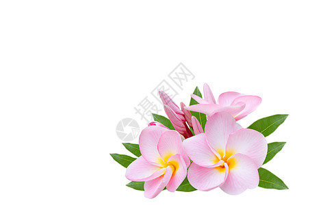 白色背景的普梅利亚语植物热带鸡蛋花植物群花瓣粉色叶子局部图片