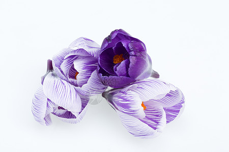 特写白色和蓝色的花朵 将白上孤立季节春花地面生长香水紫色气候植物群花粉树叶背景图片