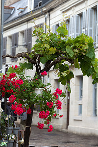 卢瓦尔河谷法国乡镇的罗马人街道明信片绿色红色享受国家花朵场景城市藤蔓美女图片