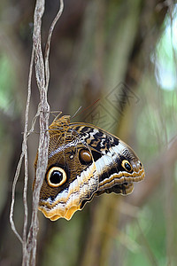 色彩多彩的蝴蝶昆虫斑点君主草地花瓣环境动物群橙子鳞翅目野生动物图片