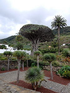 西班牙加那利群岛特内里费的千年之久的龙树图片
